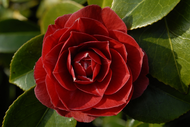 Camellia japonica R L Wheeler