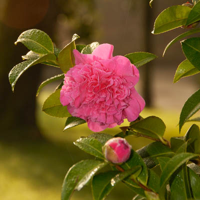 camellia debbie