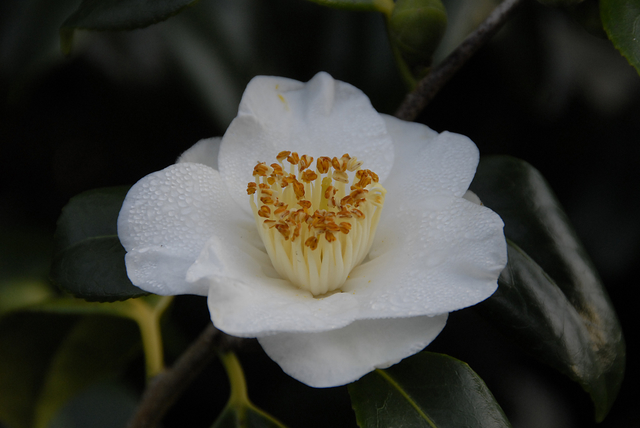 camellia japonica alba simplex