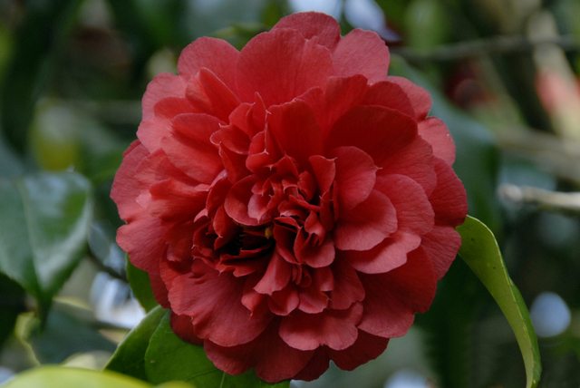 camellia japonica athaeiflora