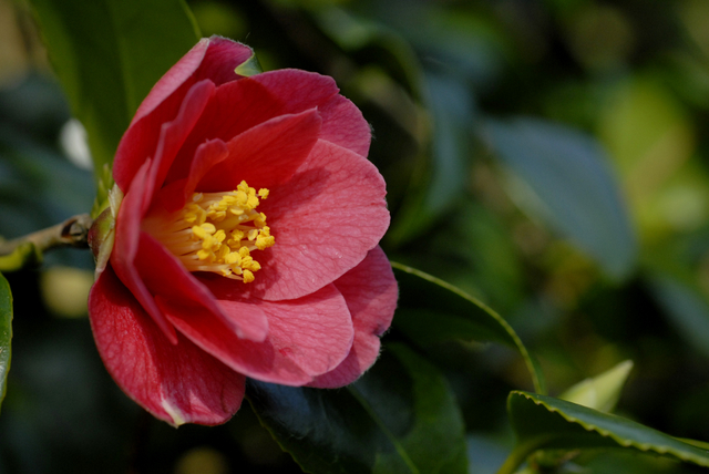 camellia japonica dianthiflora