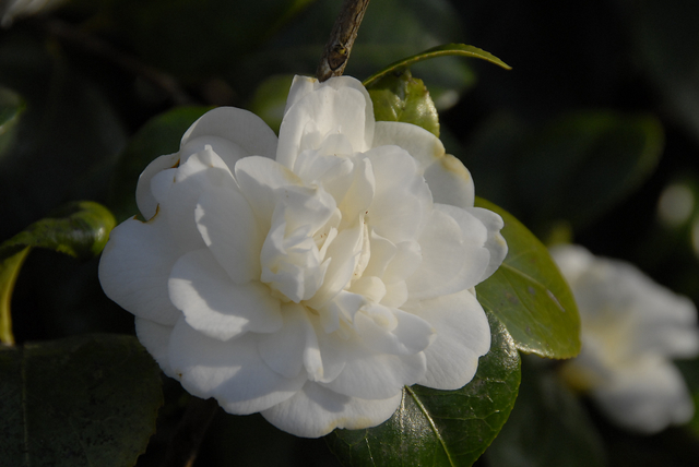 camellia japonica noblissima