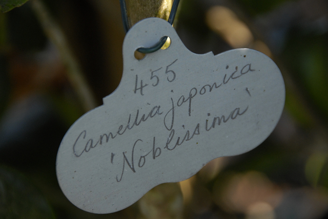 camellia plant label