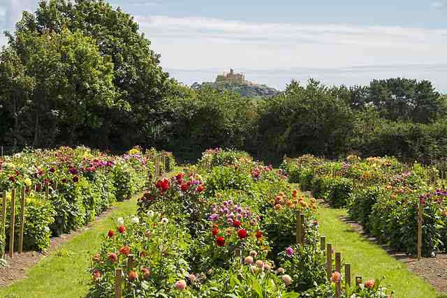 St Michael's Mount from the dahlia field