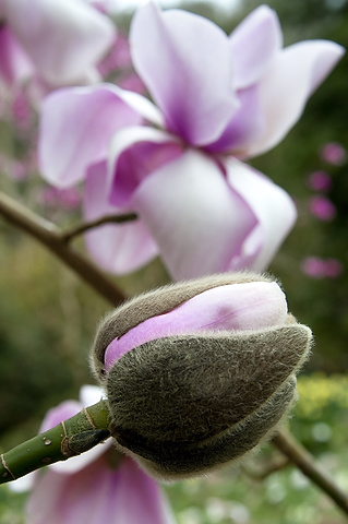 Caption: Magnolia cambellii 