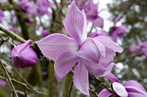Magnolia sargentiana var. robusta sprengeri 'Diva'