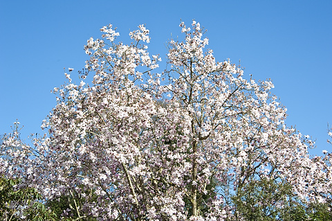 Magnolia campbellii 'Alba"