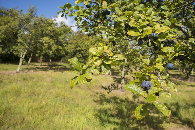 Kea plum orchard