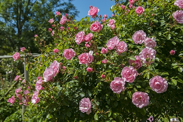Rosa bonica