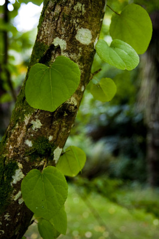 Cercidphyllum japomicum 