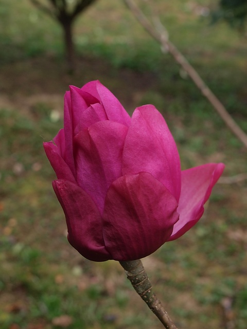  Magnolia 'Caerhays 'Splendour'