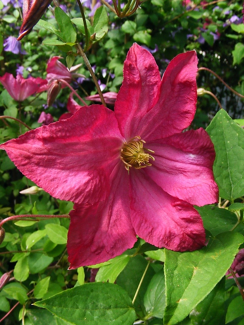 Clematis Viticella 'Charlie Brown'.