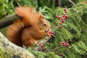 Red Squirrel Project