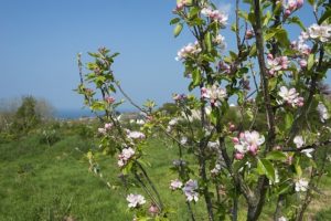 St Ives Community Orchard