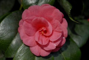 Heligan camellias