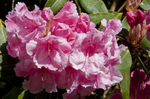 Tremough Rhododendrons