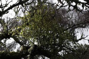 Cotehele mistletoe wassail