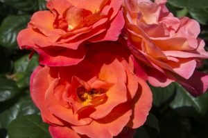 Carminowe Valley roses
