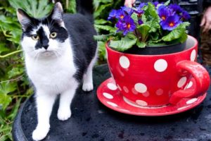 Cat and teacup