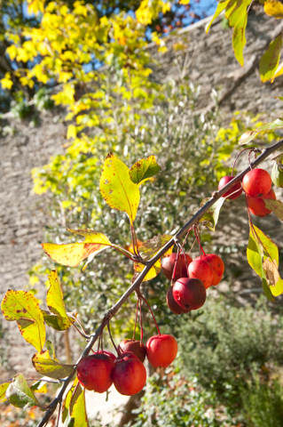 red crab apples