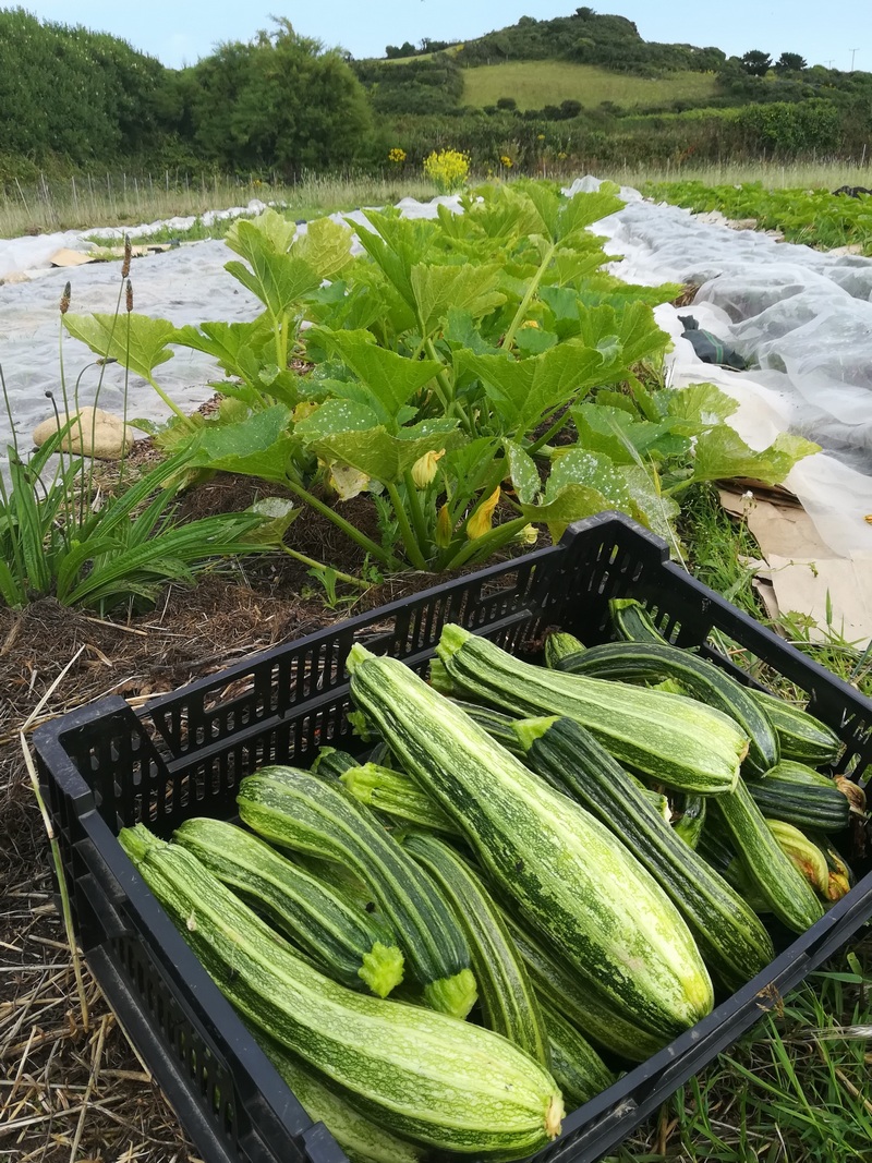 A field with crops ready to harvest, some covered in white fleece, with freshly-picked courgettes in a basket.